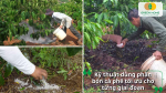 Tưới đúng lúc, bón đúng cách để cây phát triển khỏe mạnh và cho năng suất cao