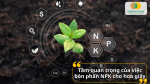 Tầm quan trọng của phân bón NPK – nguồn dinh dưỡng thiết yếu giúp hoa giấy phát triển cân đối và bền sức