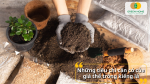 Một giá thể tốt giống như “ngôi nhà” vững chắc cho rễ cây