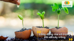 Vỏ trứng là nguồn dinh dưỡng tự nhiên giúp cây khỏe rễ, xanh lá và tăng sức đề kháng