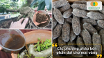 Từ bón gốc, pha nước tưới đến ủ phân hữu cơ – chọn cách phù hợp nhất cho cây mai nhà bạn