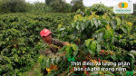 Canh thời gian bón phân hợp lý giúp cây hấp thu tối đa dinh dưỡng, tránh lãng phí và tăng hiệu quả chăm sóc