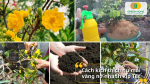 Kết hợp tỉa lá, bón phân hữu cơ, phun dưỡng chất và giữ ẩm đều