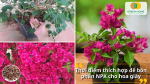 Chọn đúng thời điểm bón NPK cho hoa giấy để cây hấp thu tối đa dinh dưỡng và nở hoa đẹp nhất