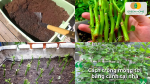 Thực hành trồng mồng tơi bằng cành ngay tại nhà – đơn giản chỉ vài bước!