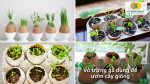 Dùng vỏ trứng làm khay ươm cây – vừa tiết kiệm, vừa bổ sung khoáng chất cho mầm non phát triển