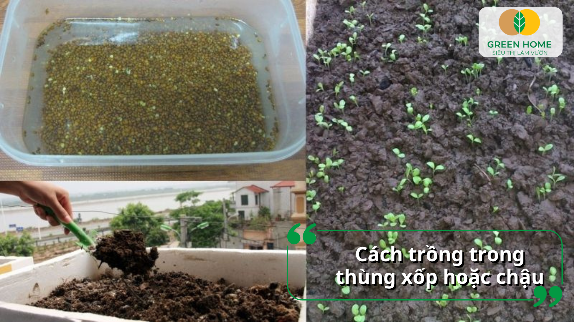 Cách trồng cải ngọt trong thùng xốp tại nhà