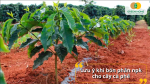 Chọn tỉ lệ NPK cân đối, không bón lúc đất khô hoặc trời mưa lớn để tránh cháy rễ, thất thoát dinh dưỡng