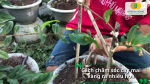 Hãy tỉa cành thông thoáng, bón phân hợp lý và giữ nắng đầy đủ mỗi ngày