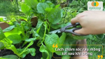 Cắt tỉa, bón phân và phòng trừ sâu bệnh để cây đạt năng suất cao nhất