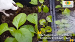 Tưới nước, bón phân hữu cơ định kỳ giúp mồng tơi nhanh xanh tốt