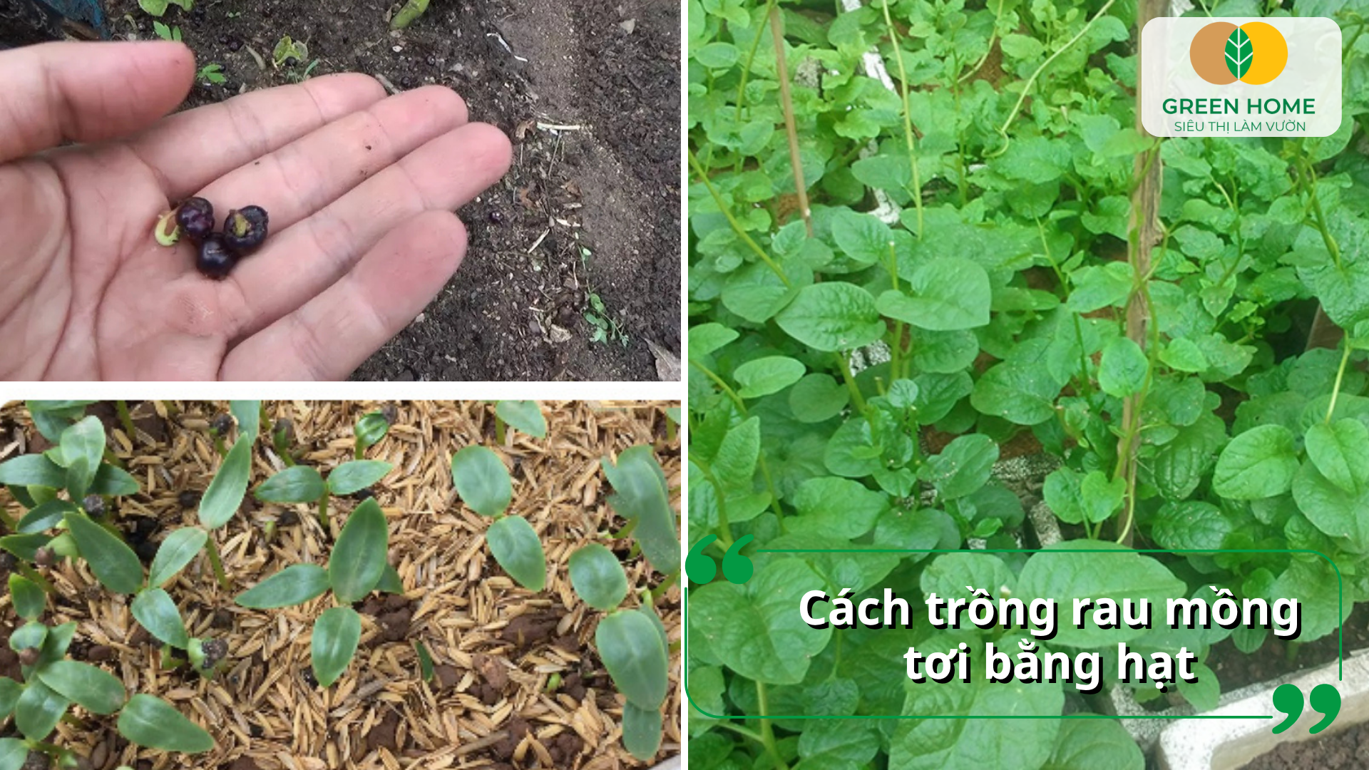 Trồng rau mồng tơi tại nhà bằng cách gieo hạt, giâm cành