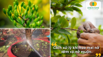 Điều chỉnh và canh chuẩn để mai vẫn nở đúng Tết