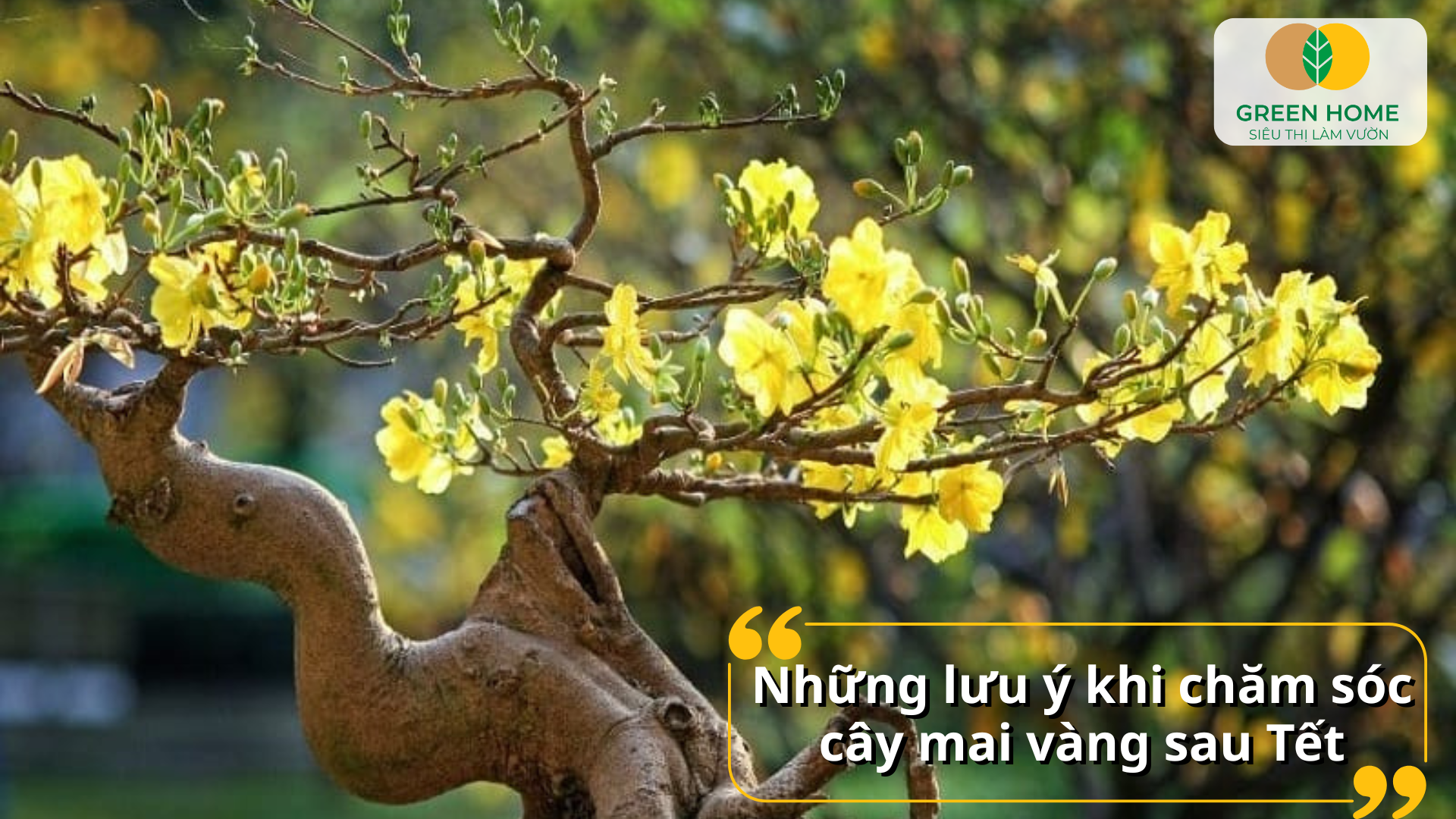 Những lưu ý khi chăm sóc cây mai vàng sau Tết