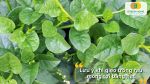 Lưu ý khi gieo trồng rau mồng tơi bằng hạt