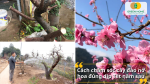 Bí quyết của người trồng đào chuyên nghiệp để cây đào nở hoa đúng dịp Tết năm sau