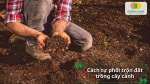 Ccách phối trộn đất trồng cây cảnh đơn giản, tơi xốp và giàu dinh dưỡng