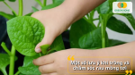 Lưu ý khi chăm sóc để rau mồng tơi lên đều, lá mướt, ít sâu bệnh