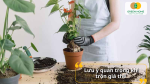Lưu ý quan trọng khi trộn giá thể trồng kiểng lá 