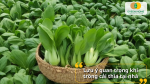 Lưu ý quan trọng khi trồng cải thìa tại nhà