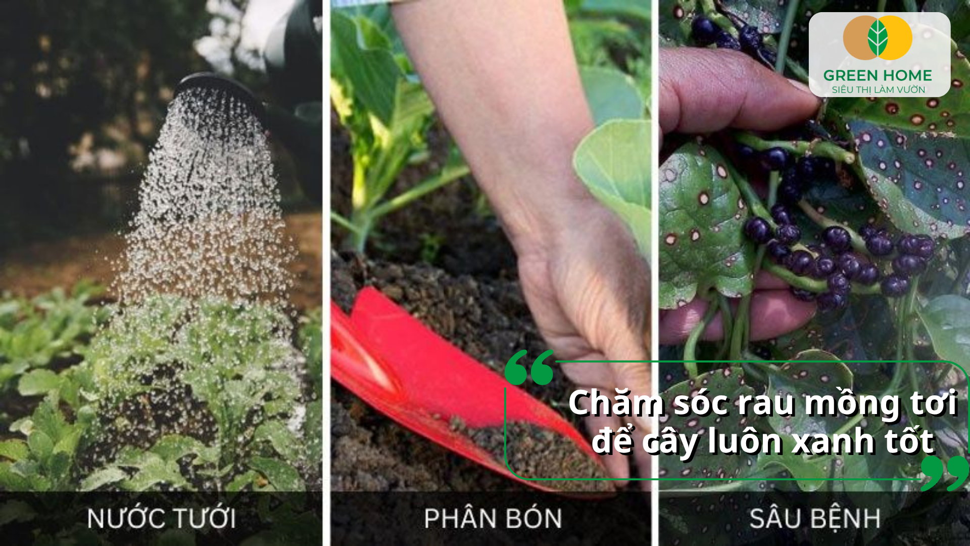 Chăm sóc rau mồng tơi để cây luôn xanh tốt