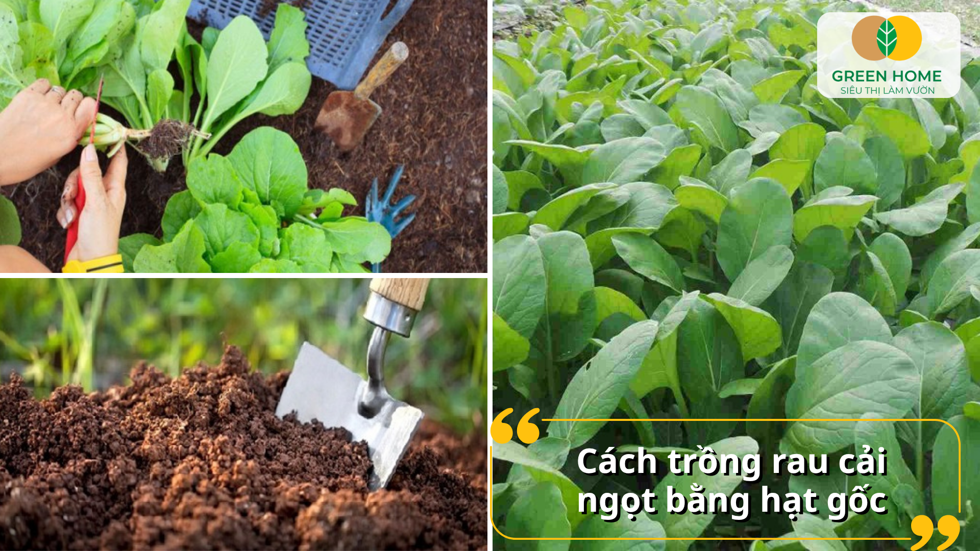 Cách trồng cải ngọt bằng gốc