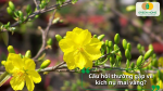Câu hỏi thường gặp về cách kích nụ mai vàng nở đúng dịp Tết