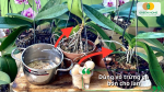 Nước ngâm vỏ trứng giúp rễ lan khỏe, hoa nở bền màu và lâu tàn