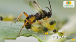 Ong ký sinh đẻ trứng vào cơ thể sâu non, ngăn sâu phát triển