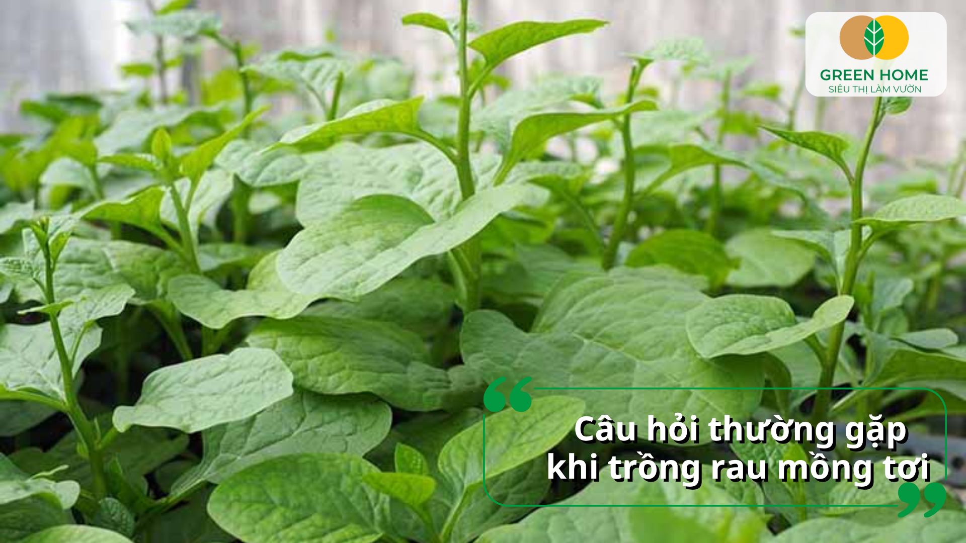 Câu hỏi thường gặp khi trồng rau mồng tơi tại nhà