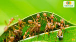 Kiến giúp đuổi sâu, bọ trĩ, rệp sáp và bảo vệ cây khỏi nhiều loại sâu hại