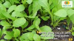 Tự tay gieo trồng các loại hạt giống rau cải để có rau tươi ngon mỗi ngày