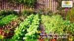 Tự gieo trồng các loại hạt giống rau để có nguồn thực phẩm tươi ngon mỗi ngày