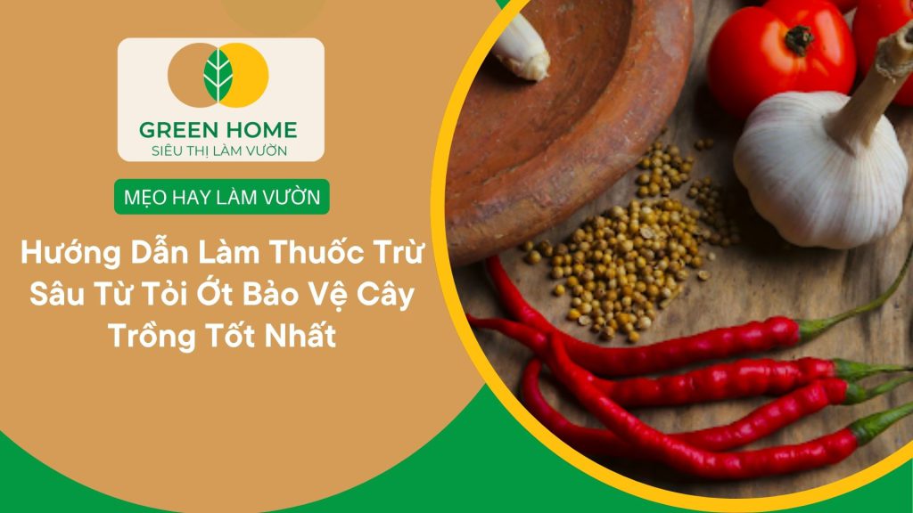 Thuốc trừ sâu từ tỏi ớt giúp ngăn ngừa côn trùng gây hại