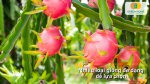Hạt giống cây ăn quả được tuyển chọn kỹ lưỡng cho năng suất vượt trội