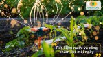 Hệ thống tưới cây hẹn giờ giúp tối ưu lượng nước và giảm lãng phí