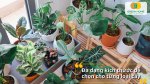 Lựa chọn chậu trồng cây cảnh phù hợp giúp cây phát triển khỏe mạnh
