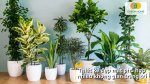 Tạo điểm nhấn cho góc nhà với chậu trồng cây cảnh thiết kế hiện đại