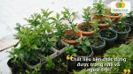 Sân vườn trở nên sinh động hơn với những chậu trồng cây cảnh tinh tế