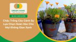 Chậu trồng cây cảnh giúp tôn lên vẻ đẹp tự nhiên của từng loại cây