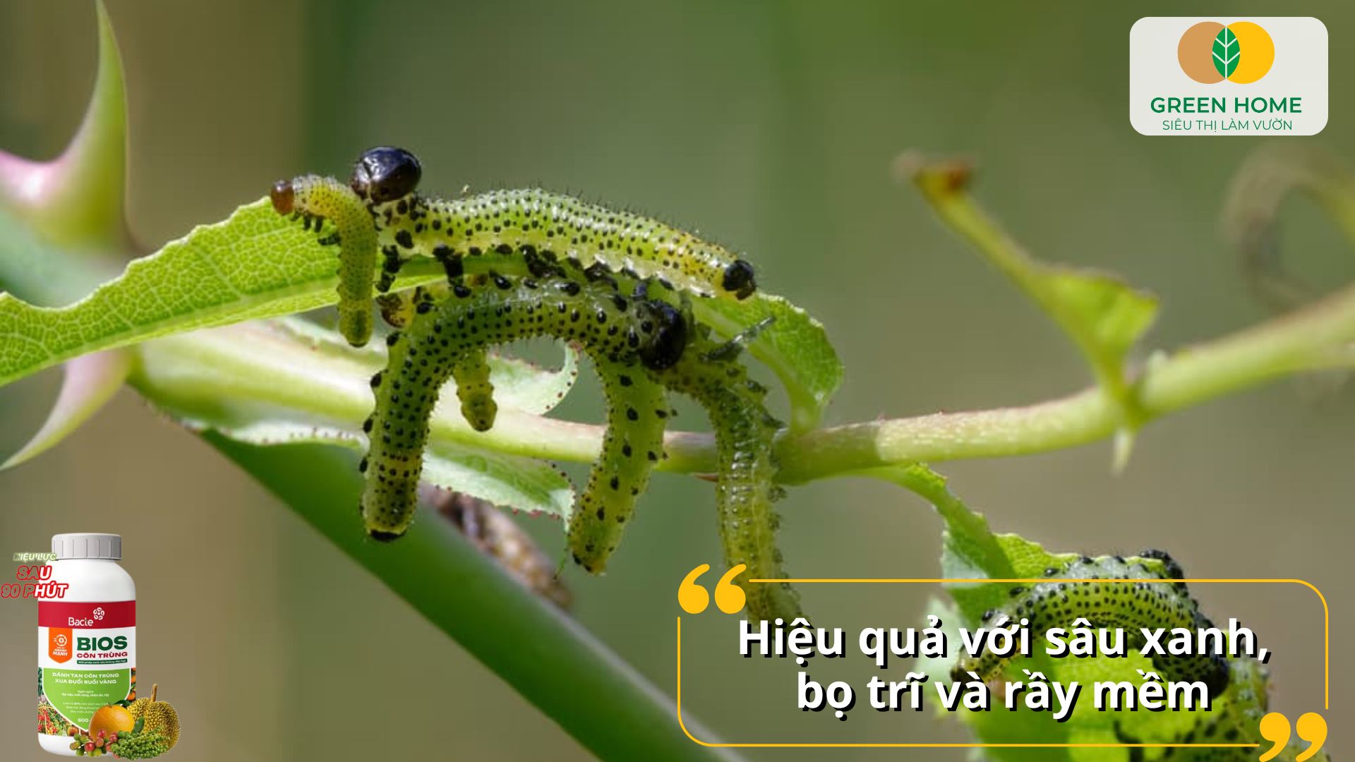 Bảo vệ vườn rau khỏi côn trùng hại bằng chế phẩm sinh học diệt sâu bọ