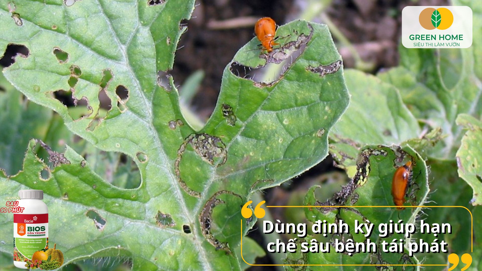 Chăm cây khỏe mạnh mỗi ngày với chế phẩm sinh học diệt sâu bọ