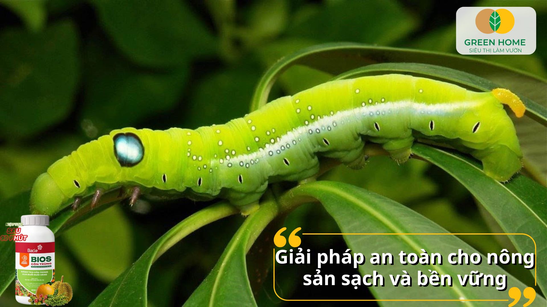 Chế phẩm sinh học diệt sâu bọ phù hợp cho rau ăn lá và hoa kiểng