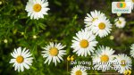 Hạt giống hoa cúc cho tỷ lệ nảy mầm cao và cây phát triển khỏe mạnh