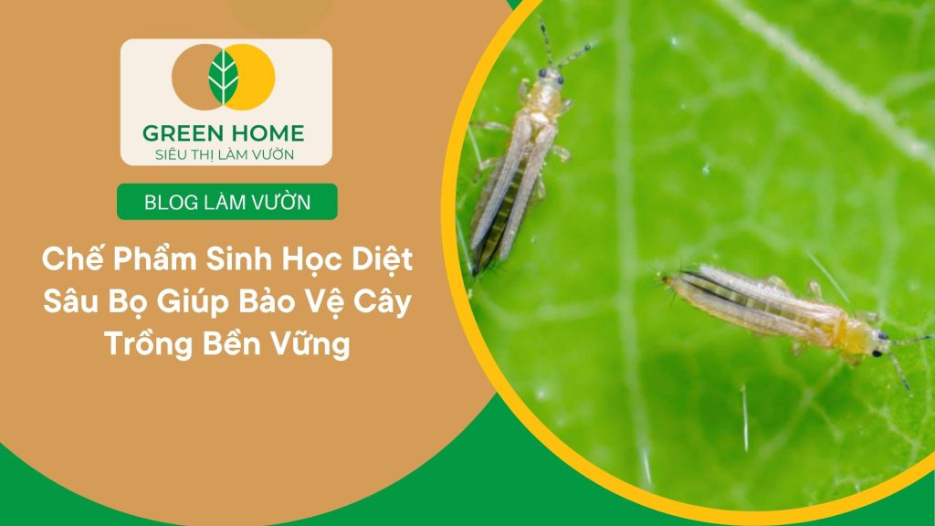 Cải thiện chất lượng cây trồng nhờ sử dụng chế phẩm sinh học diệt sâu bọ định kỳ