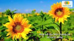 Hạt giống hoa hướng dương cho cây cao thẳng và hoa nở đồng đều