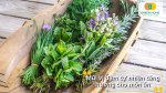 Hạt giống rau gia vị thích hợp trồng quanh năm cho nhà phố và sân vườn