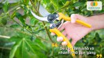 Kéo cắt tỉa cành cây phù hợp cho bonsai, hoa kiểng và cây ăn trái