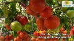 Hạt giống cà chua leo giàn được tuyển chọn kỹ cho tỷ lệ nảy mầm cao