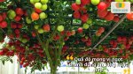 Cà chua phát triển nhanh và sai quả khi gieo từ hạt giống cà chua leo giàn